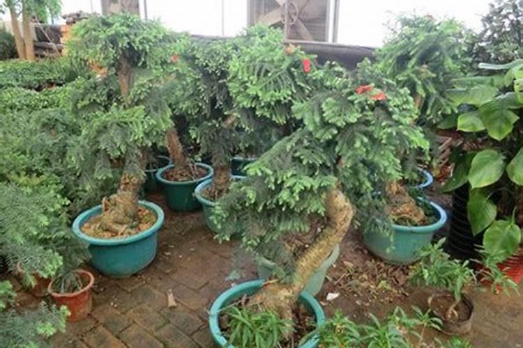 什么情况下需要喷叶面肥 绿植叶面肥施用指南