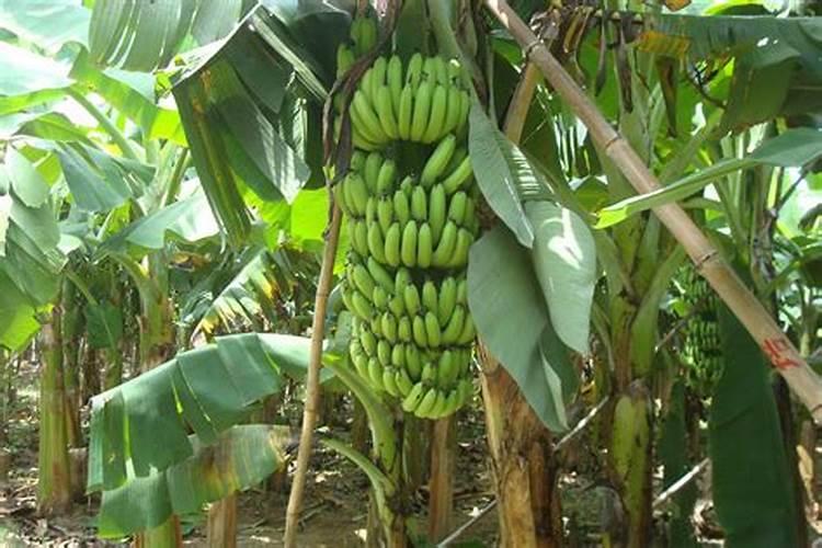 一亩地施多少有机肥、种土豆用什么肥料最好