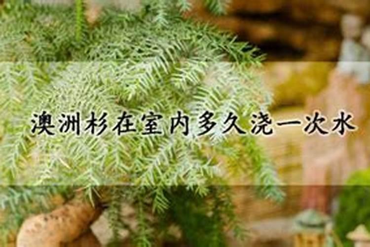 澳洲杉怎么施肥
