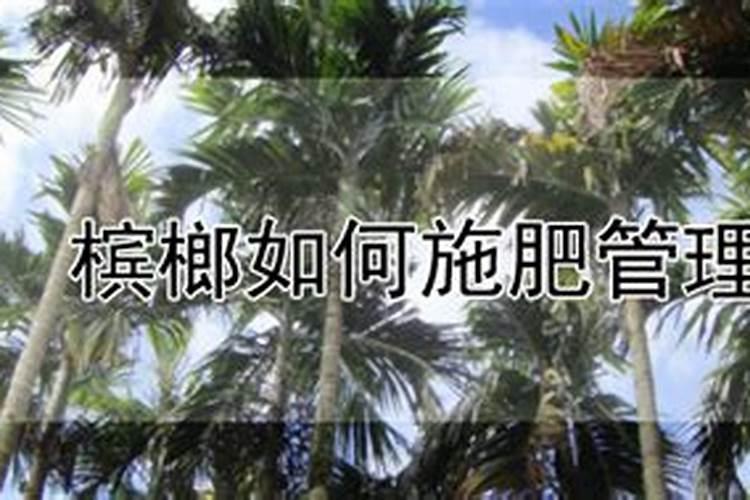 槟榔追肥方法时间