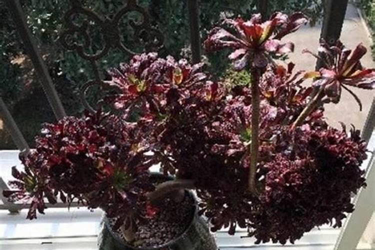 花生皮可以直接放到养花的土里吗？