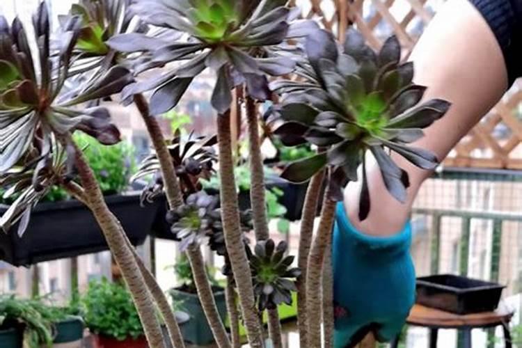 黑法师的养殖方法和注意事项