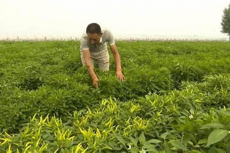 辣椒施肥的正确方法