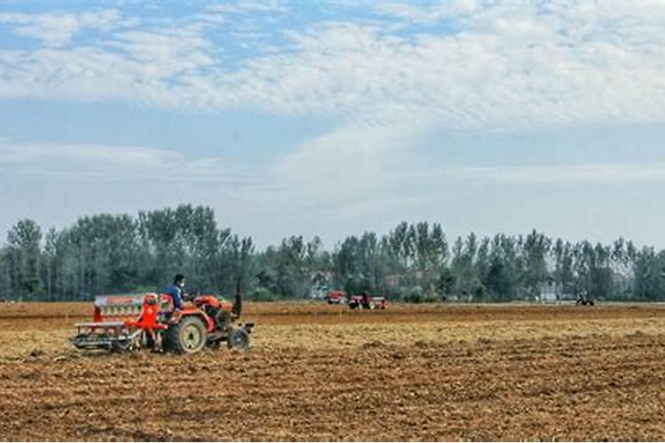 小麦打什么叶面肥增产