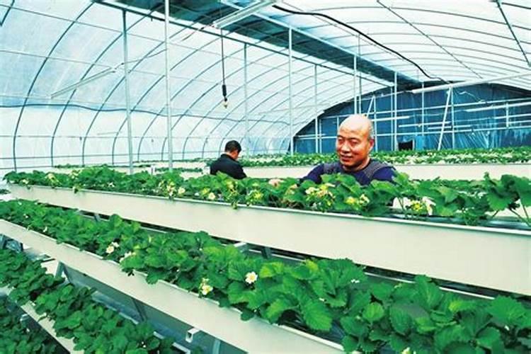 尿素化肥是酸性还是碱性的 尿素肥料对人体有害吗