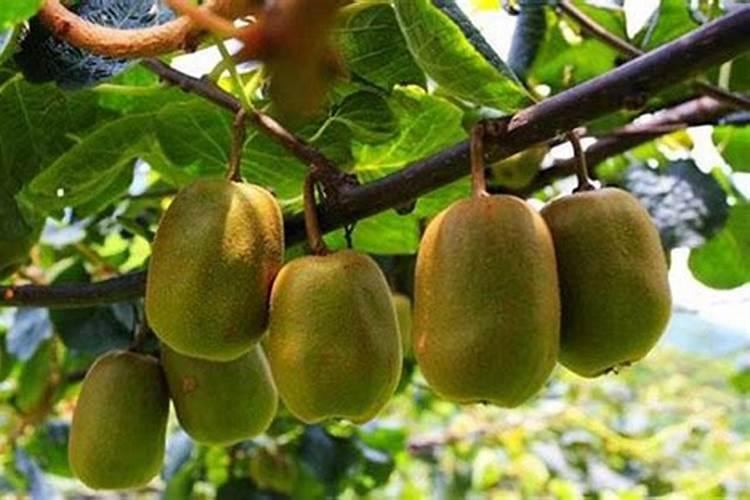 红油菜生长期虽打叶吗