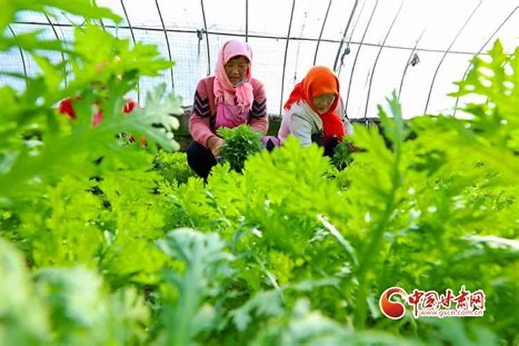 种蔬菜用什么肥料