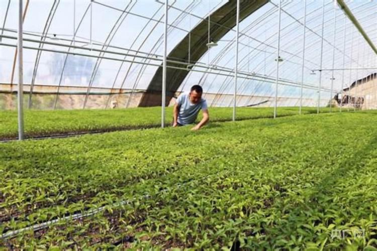 肥料发酵剂和菌肥可以用于果蔬种植么？怎么用