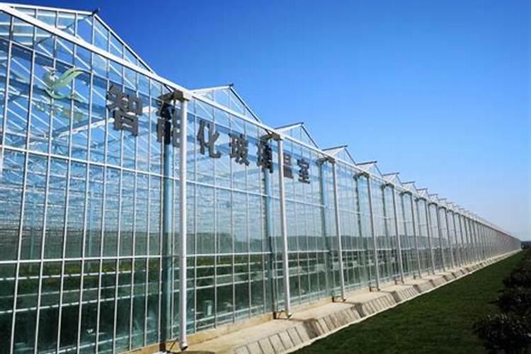 大棚种甜瓜用什么底肥好