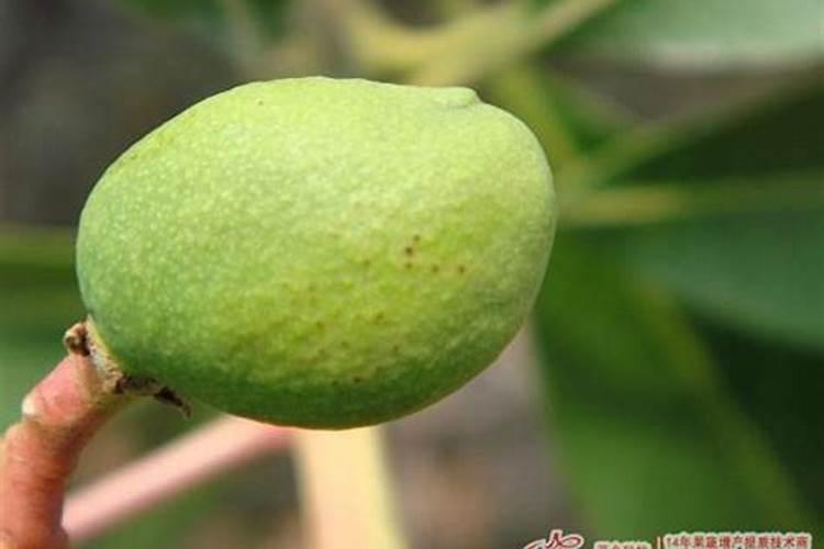 矿源黄腐酸钾抗低温多少度