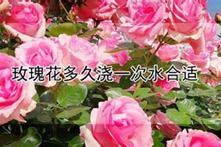 玫瑰花多久施一次肥 要施什么肥料