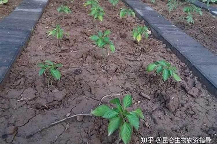 为什么辣椒一点没长叶子都黄了？