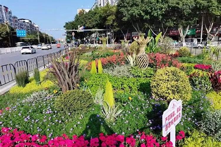 玉米授粉期可以打叶面肥吗