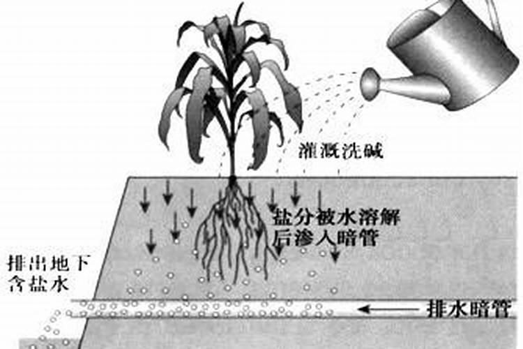 化肥浇花应该注意哪些