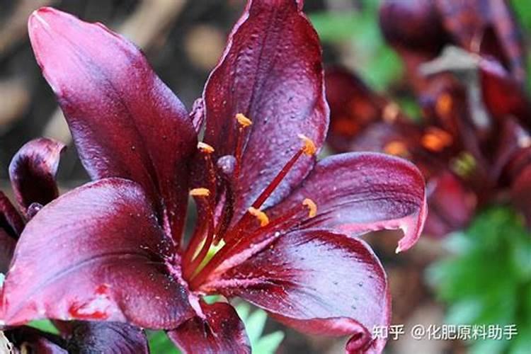 玫瑰花多久施一次肥(要施什么肥料)