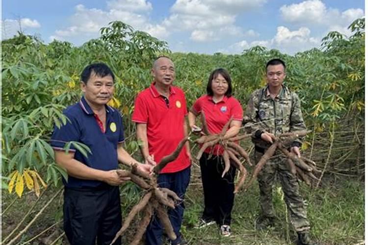 草莓苗怎么种植和浇水 草莓施什么肥