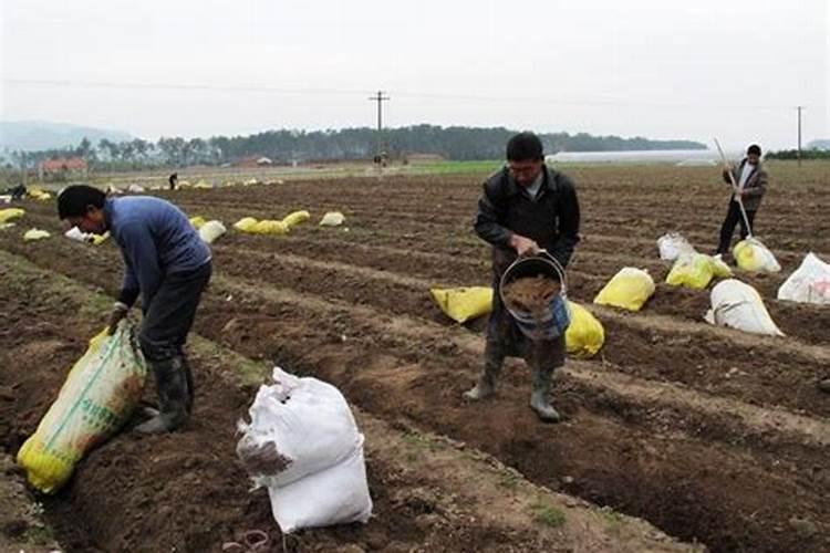 大豆做肥料用不用煮熟