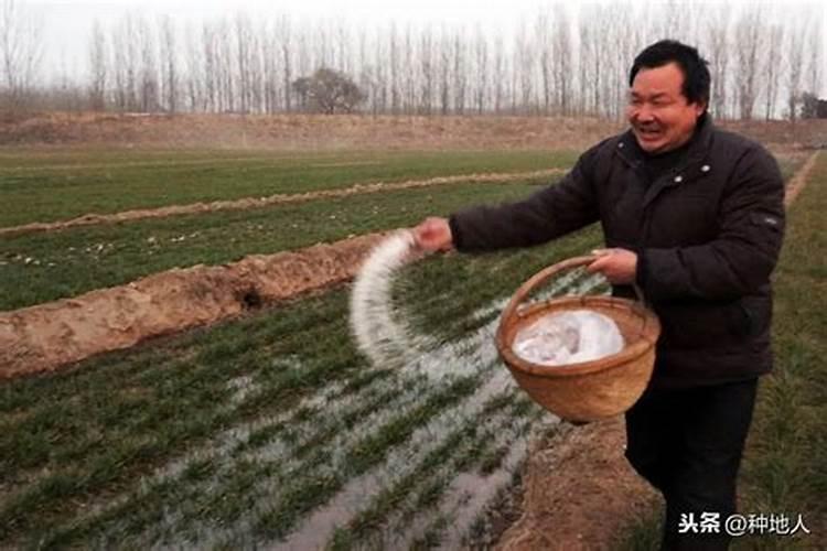 种番茄用什么肥料最好