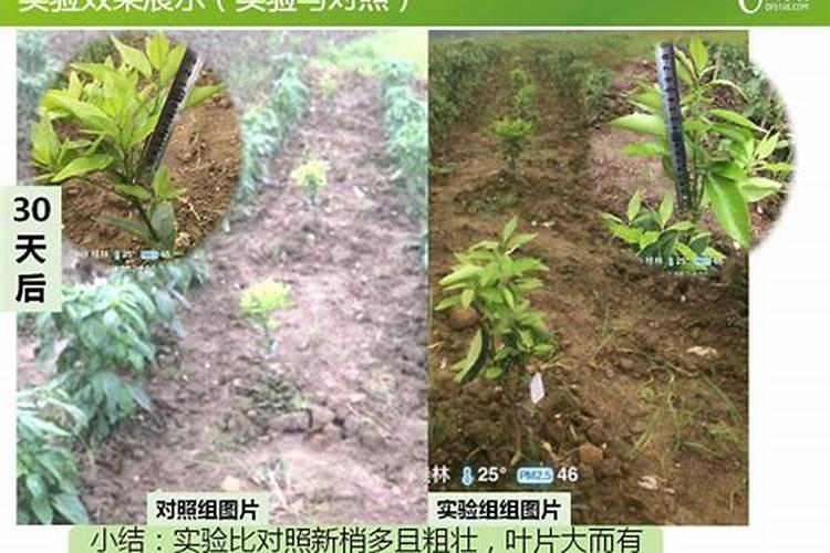 枸杞菜怎么种植
