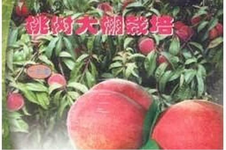 桃树施肥技术 桃树应该怎么施肥能高产