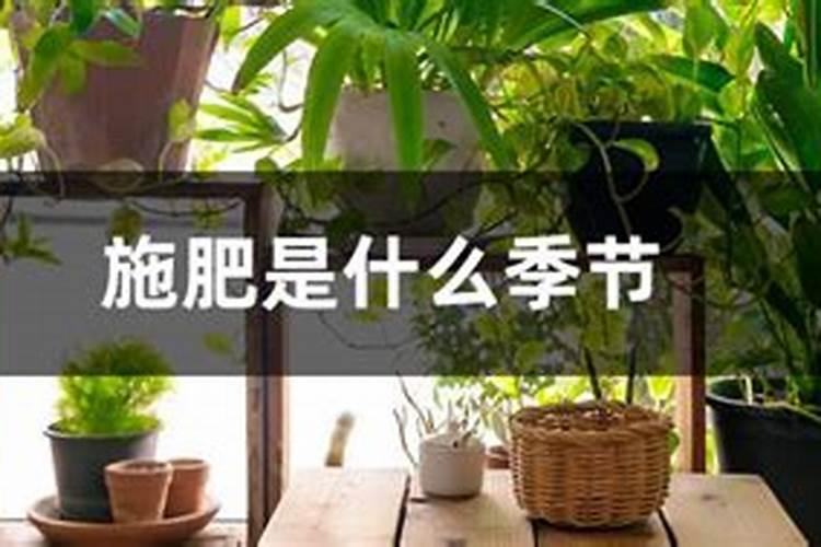 什么时候施肥最好 什么时候给花施肥最好