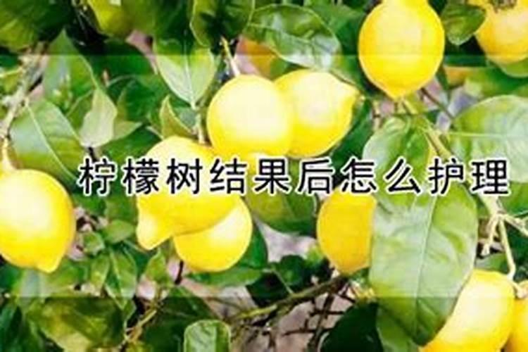 柠檬挂果后需要施什么肥