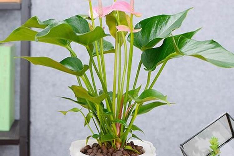 月季花要在几月份插枝能成活？
