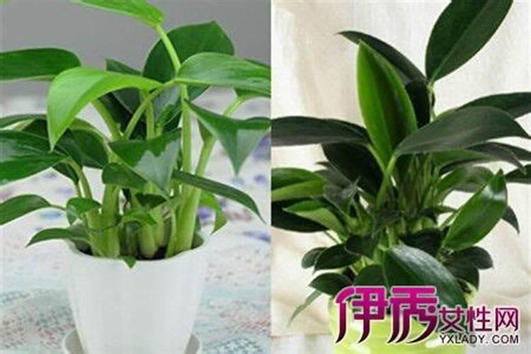 要让枇杷树长得好施什么肥料合适