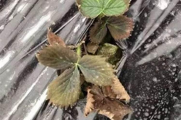 自家种的草莓怎么施肥
