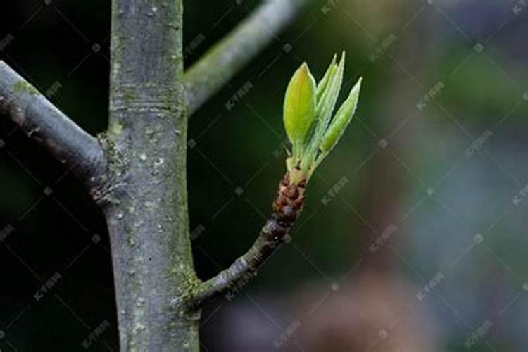 种植的树多久可以施肥 树木种植后何时施肥最合适？