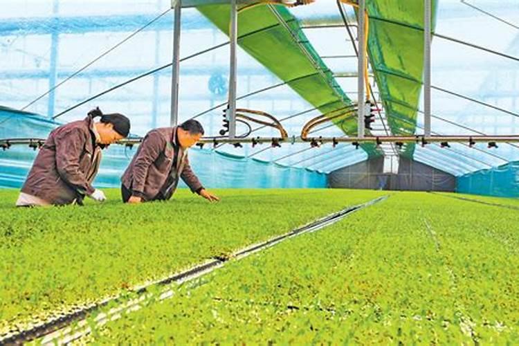 油菜施腊肥最佳时间