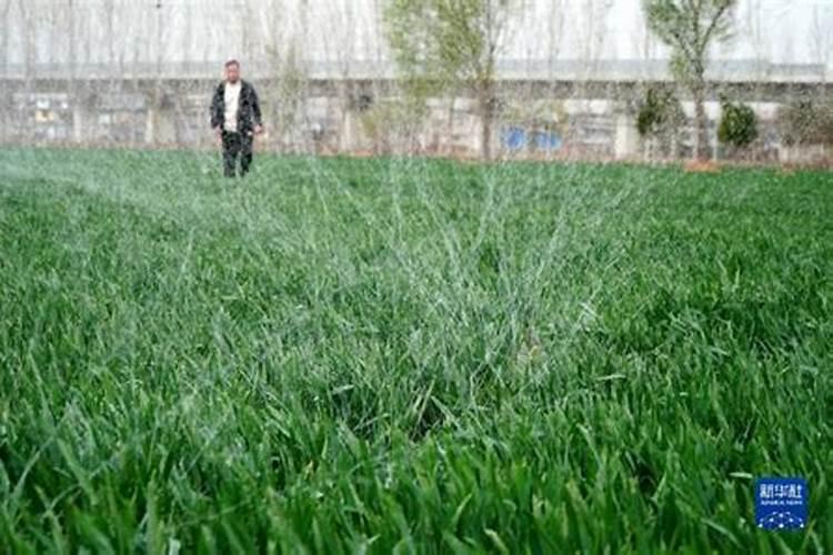 油菜冬天什么时候适合施肥