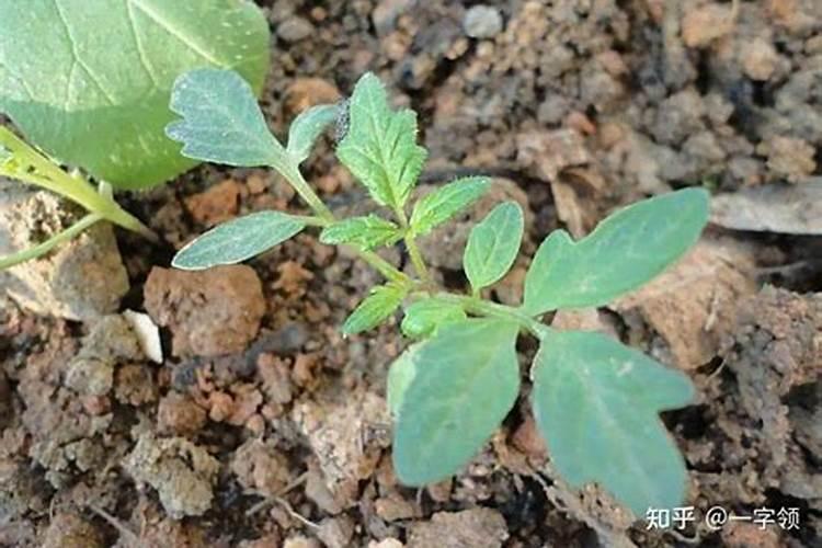 苗子定植10天了7天的时后打的叶面肥