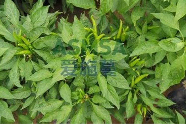 江西蔬菜叶面肥木醋液