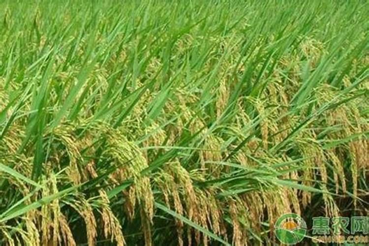大理小河淌水生物科技有限公司怎么样？