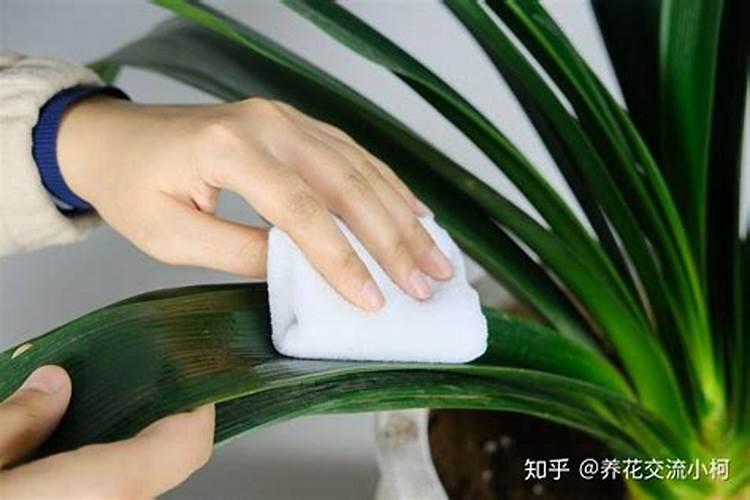 金弹子盆景的养护方法