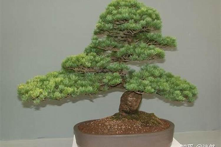种植菠菜怎么施肥,该施什么肥料