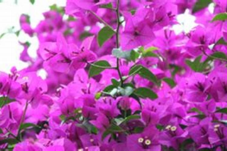 三角梅开花期间怎么浇水施肥(开花的时候多久浇一次水)