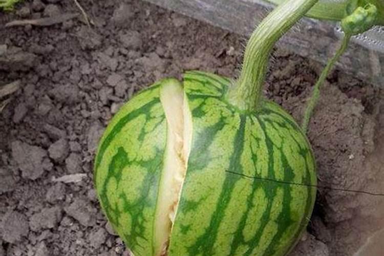 西瓜裂瓜用啥农药