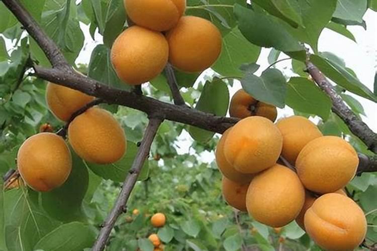 杏树种植后期怎么施肥 有哪些注意事项