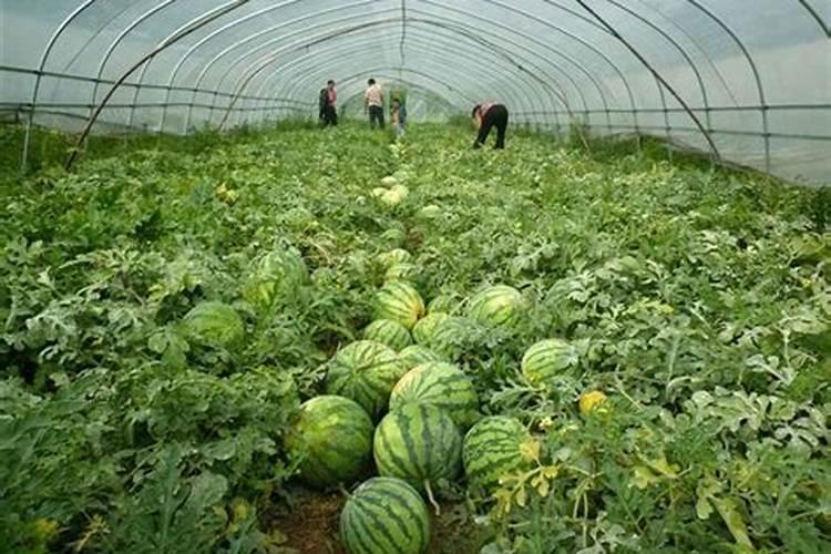 种西瓜用什么肥料