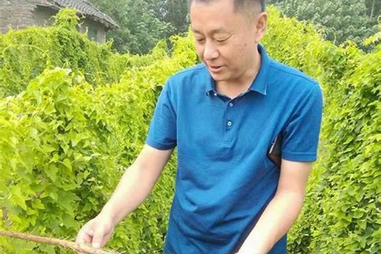草莓打什么药长得好又高产