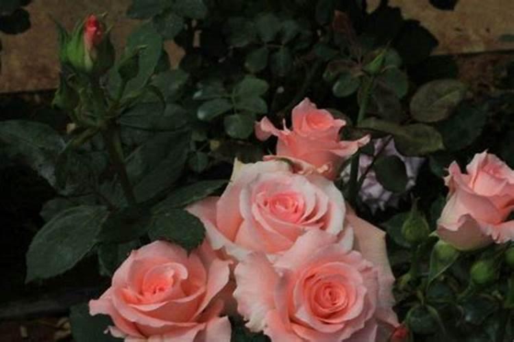 玫瑰花发芽了,怎么养？