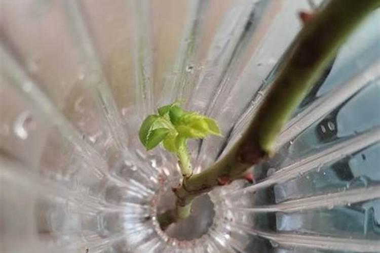 玫瑰花发芽后如何施肥？