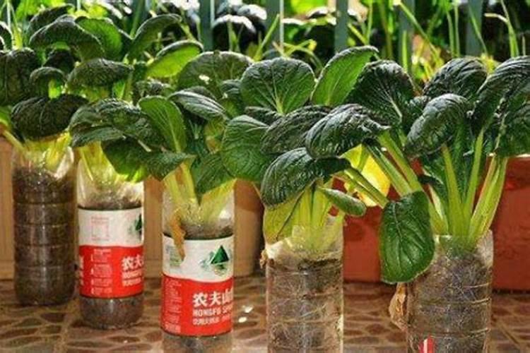 油菜施什么肥好