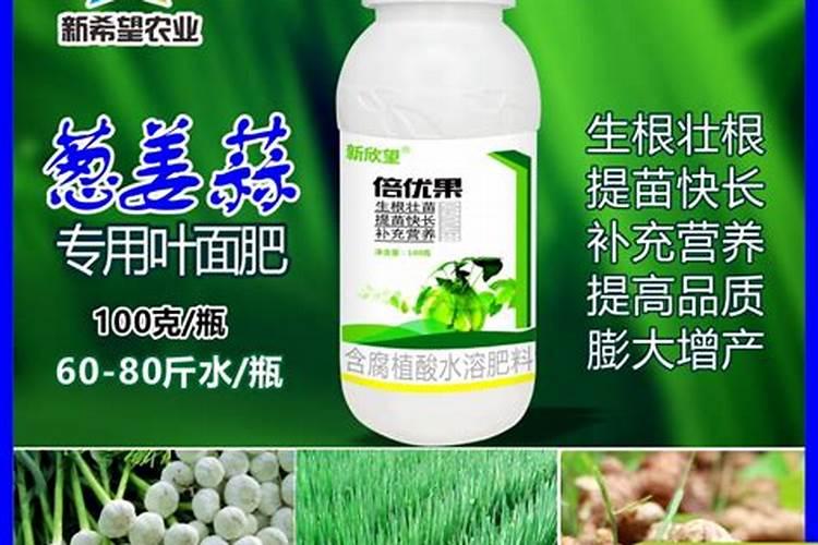 小黄姜的栽培技术
