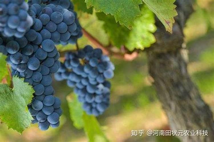 亚磷酸钾可以用在大蒜抽苔期吗？