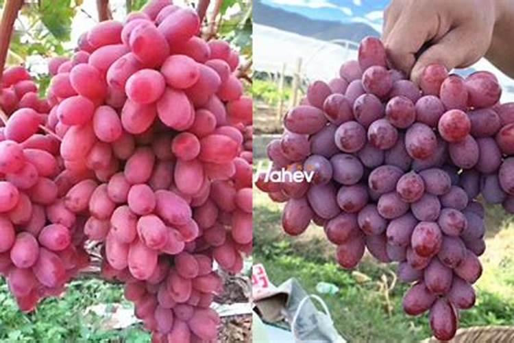 氨基酸原粉加磷酸二氢钾加尿素 喷施水稻好吗 还是单喷叶面肥好？