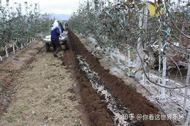 果树八月下旬能施钾肥吗