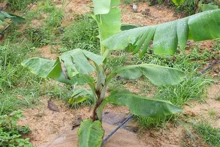 三角梅怎么养护才会开花不断